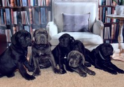 CANE CORSO YAVRULARIMIZ 3