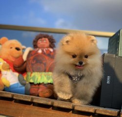 Yeni Gelen TeddyBear PomeranianBoo Yavrularımızdan 3