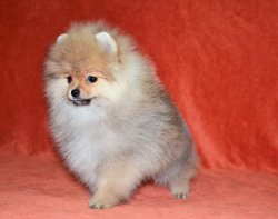 POMERANNIAN BOO YAVRULARIMIZ 5