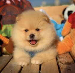 Yeni Gelen TeddyBear PomeranianBoo Yavrularımızdan 1