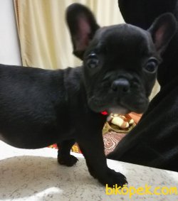 Erkek Tiger French Bulldog Yavrumuz 5