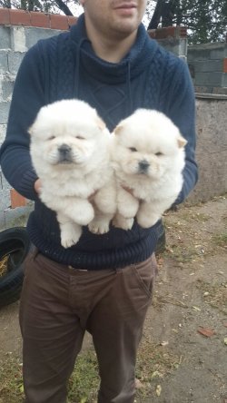 Beyaz Chow Chow Yavrularımız 2