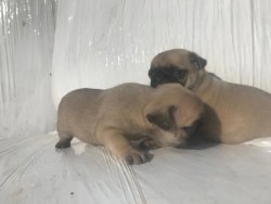 Pug&Mops 0 Numara 0 Burun 4