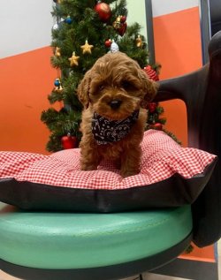 SAFKAN TOY POODLE YAVRULARIMIZ 1