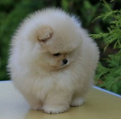 Pomeranian Boo Bebeklerimiz 1