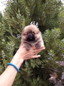 A Kalite Mükemmel Pomeranian Yavrulari 3
