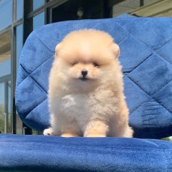 Belgeli Eğitimli Pomeranian Boo Yavrularımız 2