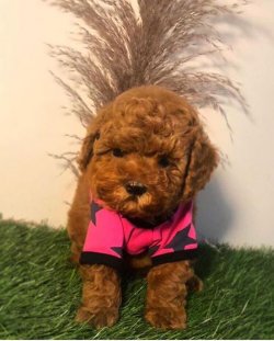 SAFKAN TOY POODLE YAVRULARIMIZ 1