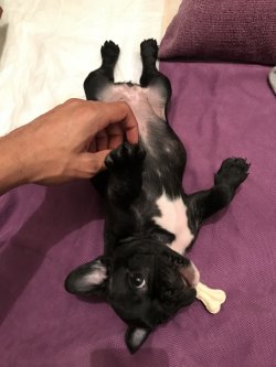 Sahibinden Satılık 54günlük Dişi Saf Fransız Bulldog 5
