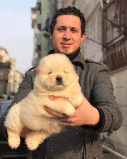 Chow Chow Yavruları 1
