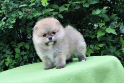 0 Numara Pomeranian Yavrularimiz 3