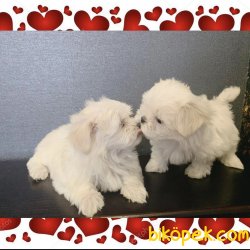 Çok Tatlı Beyaz Maltese Terrierler Sıfır Boy 4