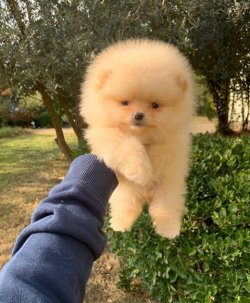 SAFKAN  POMERANİAN BOO YAVRULARIMIZ 1