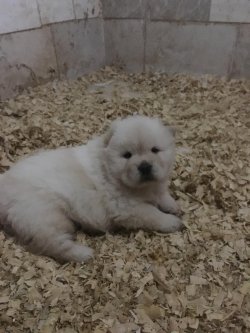 Ruhsatlı Köpek Çiftliğinden A Kalite CHOW CHOW Yavru 2