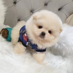 Satılık Pomeranian Boo Teddy Bear 4