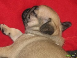Satılık Yavru Pug Mops 3