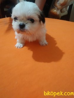 Shih Tzu Yavrularımız 4
