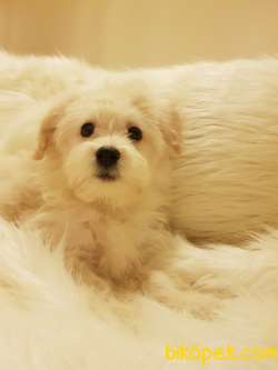 Afacan Tüy Yumağı Dişi Erkek Maltipoo Yavrularımız 4