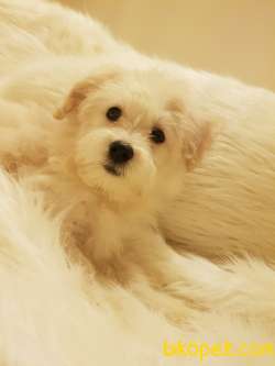 Afacan Tüy Yumağı Dişi Erkek Maltipoo Yavrularımız 3