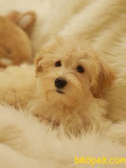 Afacan Tüy Yumağı Dişi Erkek Maltipoo Yavrularımız 2