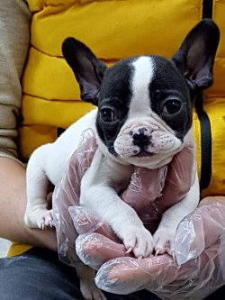 Blue French Bulldog Yavruları 4