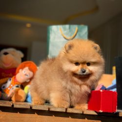 TeddyBear Yüz Yapısına Sahip PomeranianBoo Oğlumuz 2