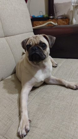 7 Aylık Pug 1