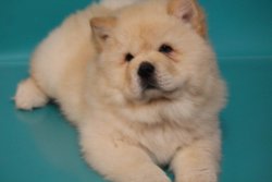 Afyondan Chow Chow Yavruları 5
