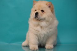 Afyondan Chow Chow Yavruları 3