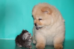 Afyondan Chow Chow Yavruları 1