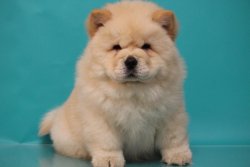 Afyondan Chow Chow Yavruları 2