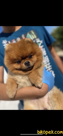 Aı Surat Eğitimli Boo Pomeranian Yetişkin Oğlumuz 2