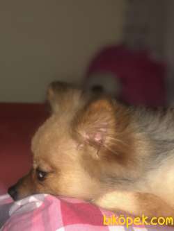 Aile Cocugu, Dunya Yakisiklisi Oglumuza Yeni Aile Bakamiyoruz Cun 2