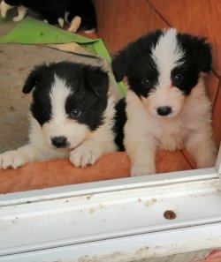 Aile Dostu Border Colli̇e Yavrularımız 2