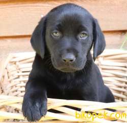 AİLE KÖPEĞİ SCRLİ LABRADOR YAVRULARI 1