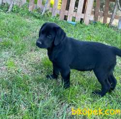 AİLE KÖPEĞİ SCRLİ LABRADOR YAVRULARI 2