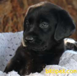 AİLE KÖPEĞİ SCRLİ LABRADOR YAVRULARI 3