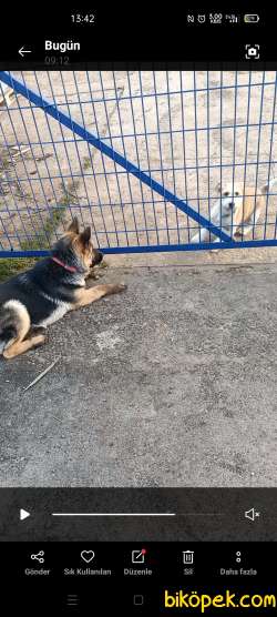 Ailevi Sebeplerden Ötürü Satılık Alman Çoban Köpeği 3