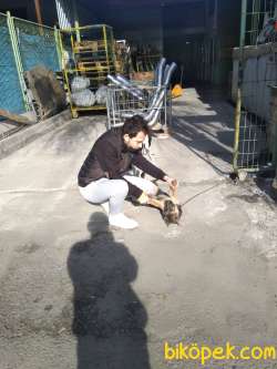 Ailevi Sebeplerden Ötürü Satılık Alman Çoban Köpeği 1