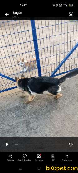 Ailevi Sebeplerden Ötürü Satılık Alman Çoban Köpeği 2