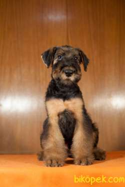 Airedale Terrier 1