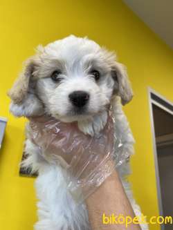 AKALİTE MALTİPOO OĞLUMUZ 4