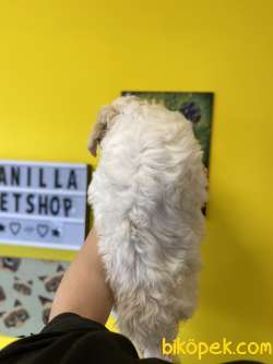 AKALİTE MALTİPOO OĞLUMUZ 5