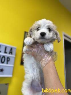 AKALİTE MALTİPOO OĞLUMUZ 2