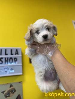 AKALİTE MALTİPOO OĞLUMUZ 3