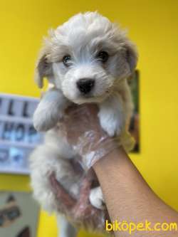 AKALİTE MALTİPOO OĞLUMUZ 1