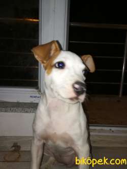 Akıllı Akıllı Köpek 2