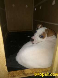 Akıllı Akıllı Köpek 5