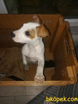 Akıllı Akıllı Köpek 4