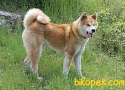 Akita Inu 5